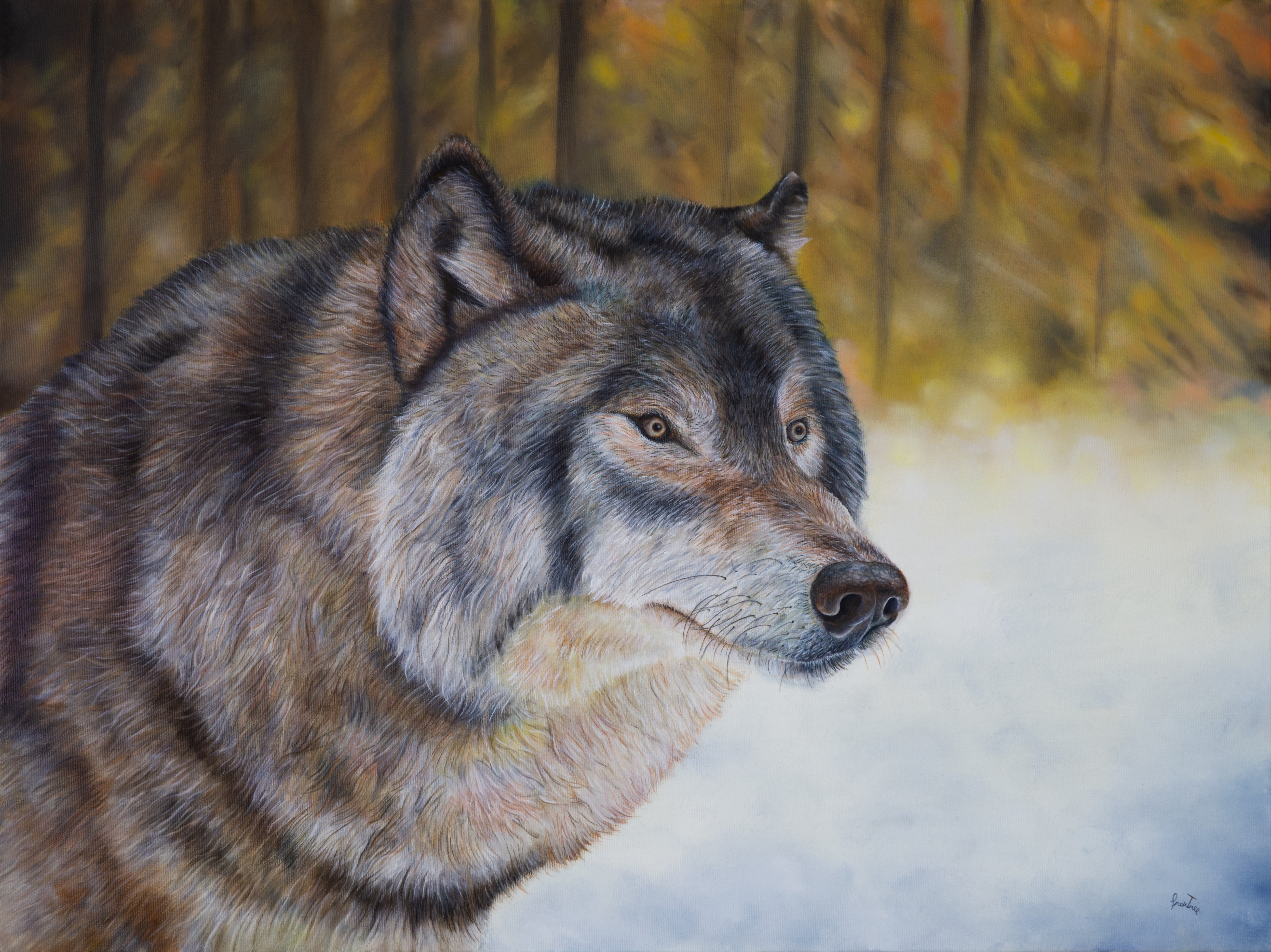 Lupo grigio euroasiatico